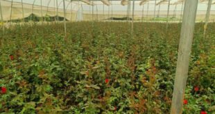 खेतों में अब सिर्फ धान नहीं, खुशबू भी उग रही है : छत्तीसगढ़ में पुष्प खेती से बदल रही किसानों की तकदीर…..